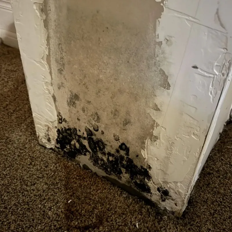 Professional Mold Removal in Potomac, MD
